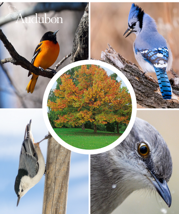 Audubon Native Black Oak and native birds