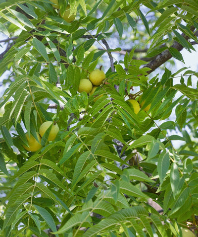 Black Walnut tree with long skinny green leaves and yellow-green nuts forming on it