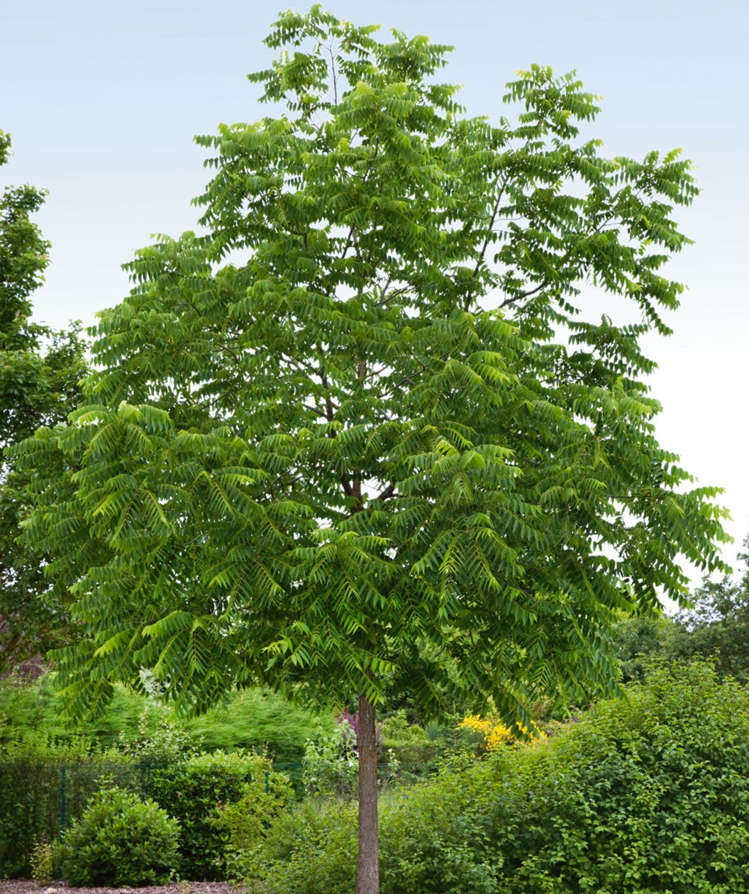Black Walnut tree planted in landscape full of long green leaves