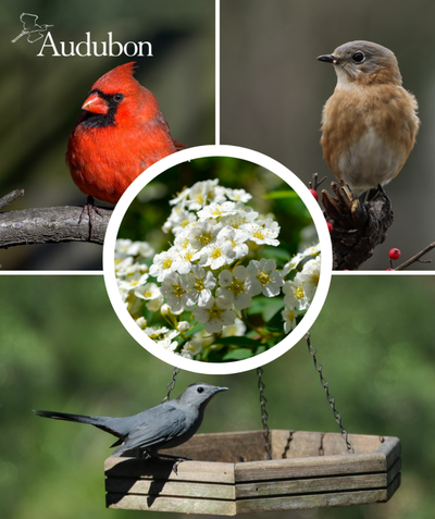 Audubon Native Blackhaw Viburnum and native birds
