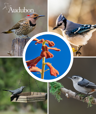 Audubon Native Blackjack Oak and native birds