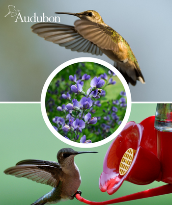Audubon Native Blue Wild Indigo and native birds