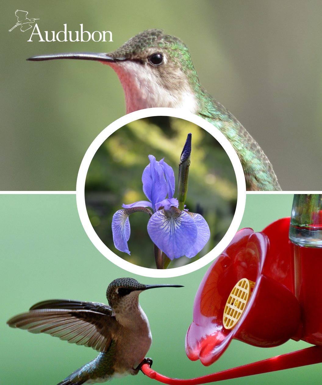 Audubon® Native Blueflag Iris