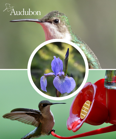 Audubon Native Blueflag Iris and native birds