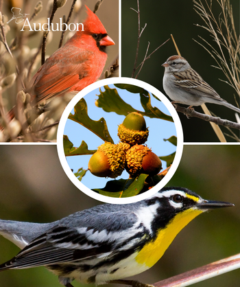 Audubon Native Bur Oak and the birds that benefit from this native tree