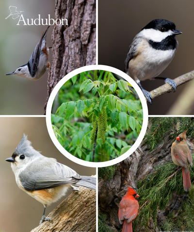 Audubon Native Butternut and native birds