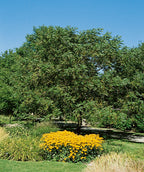 Butternut tree full of deep green leaves and planted in landscape