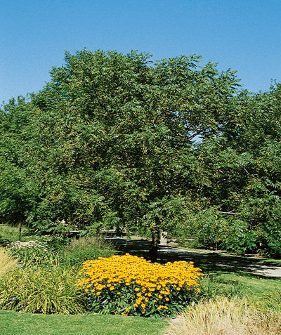 Butternut tree full of deep green leaves and planted in landscape