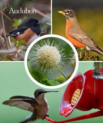 Audubon Native Buttonbush and native birds