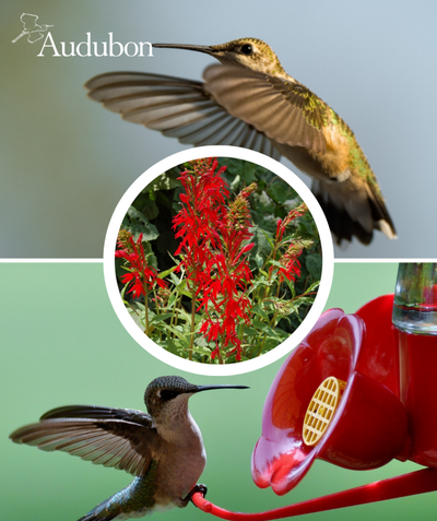 Audubon Native Cardinal Flower and native birds