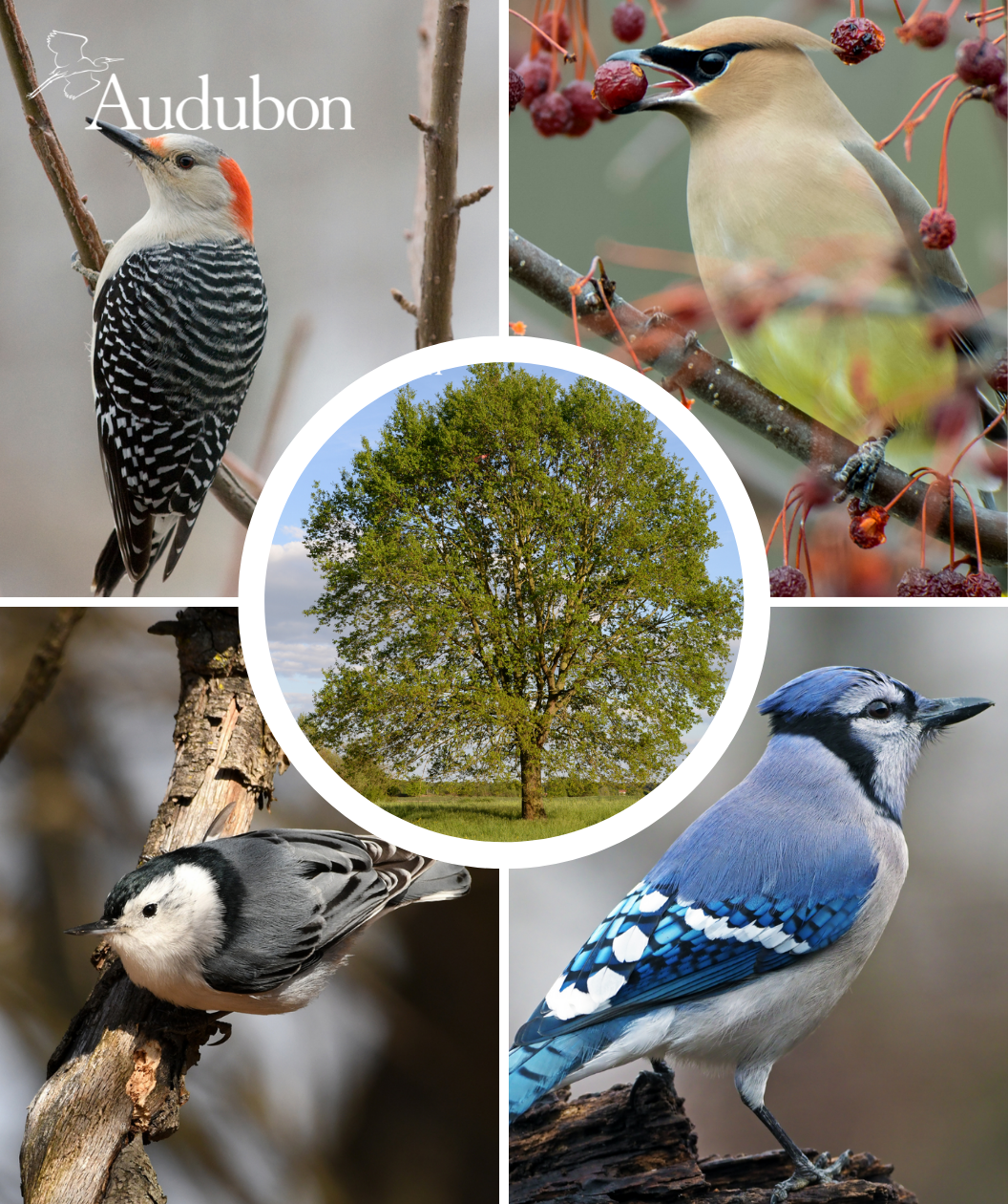 Audubon® Native Cherrybark Oak Treeling