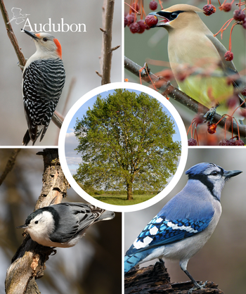 Audubon Native Cherrybark Oak and native birds