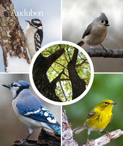 Audubon Native Chestnut Oak and native birds