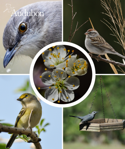 Audubon Native Chickasaw Plum and native birds