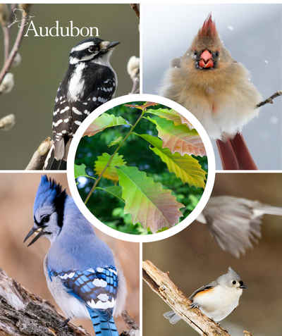 Audubon Native Chinkapin Oak and native birds