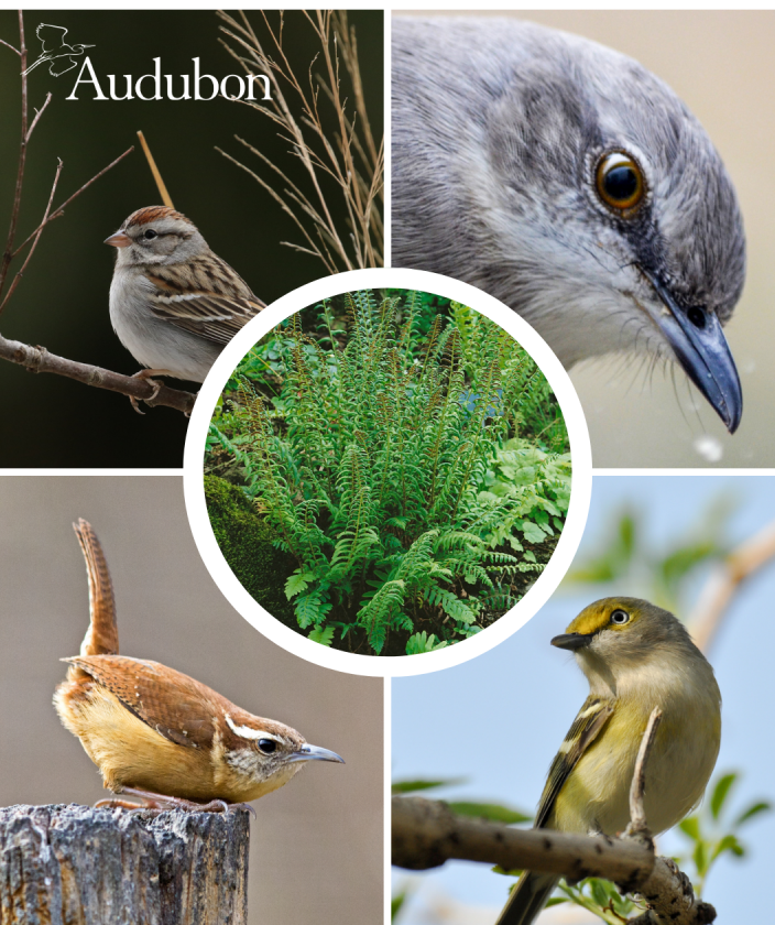 Audubon® Native Christmas Fern