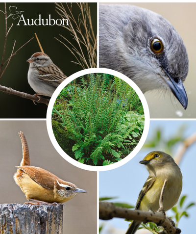 Audubon Native Christmas Fern and native birds