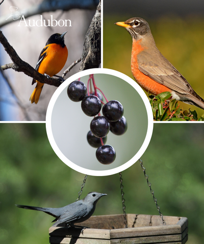 Audubon Native Common Chokecherry and native birds