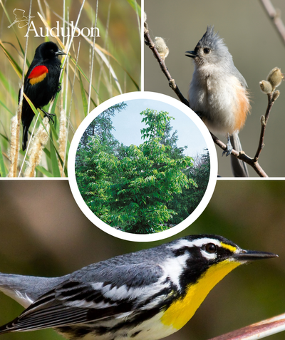 The dark green Audubon Native Common Hackberry and four varieties of native birds that benefit from the native Common Hackberry
