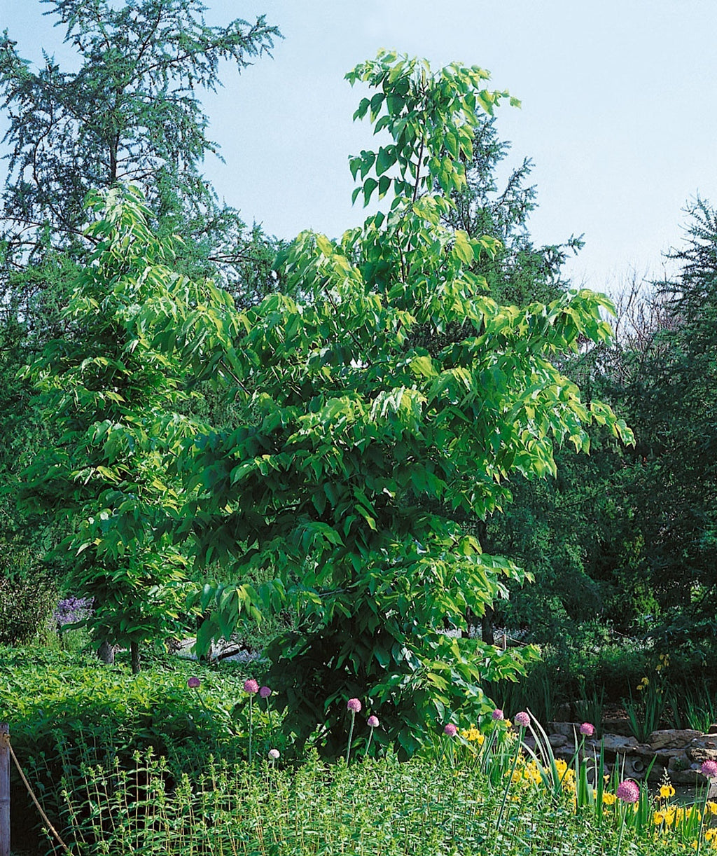 Common Hackberry planted in a landscape, V shaped branching covered in green conical shaped leaves with serrated edges
