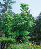 Common Hackberry planted in a landscape, V shaped branching covered in green conical shaped leaves with serrated edges