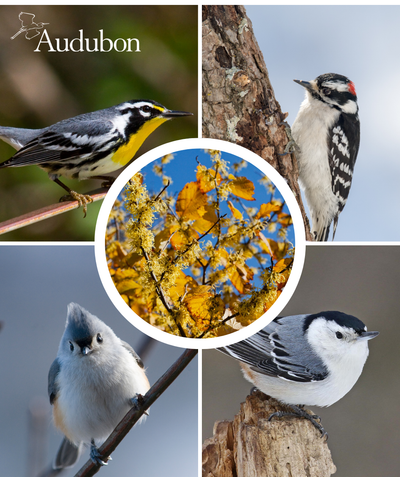 Audubon Native Common Witchhazel and native birds