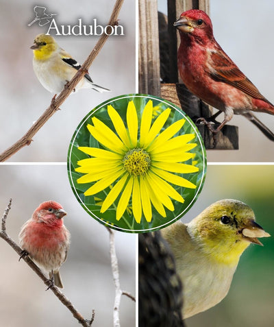 Close up of Audubon Native Compass Plant flower, large yellow thin pedaled flower, surrounded by pictures of birds