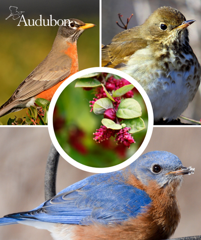 Audubon Native Coralberry and native birds