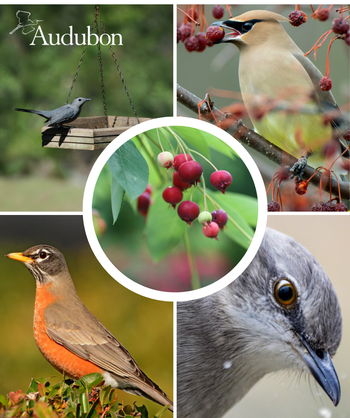 The maroon colored berries of the Audubon Native Downy Serviceberry and four varieties of native birds that benefit from the native Downy Serviceberry