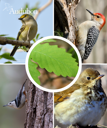 Audubon Native Dwarf Chestnut Oak and native birds