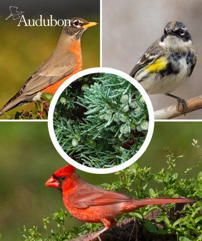 Audubon Native Eastern Red Cedar and native birds