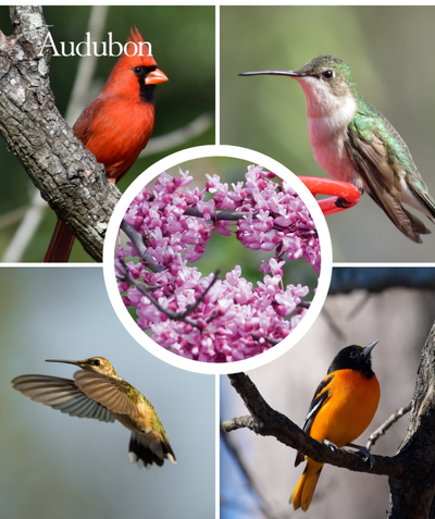 The lavender-pink flowers of the Audubon Native Eastern Redbud and four varieties of native birds that benefit from the native Eastern Redbud