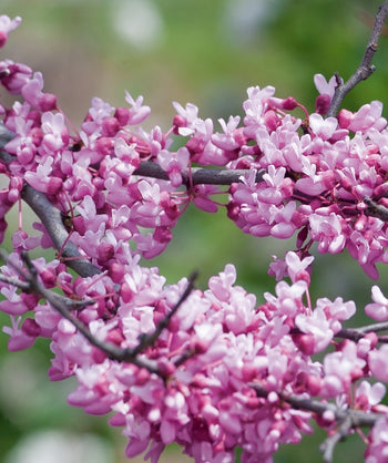 Close up of the native Eastern Redbud purple-pink flowers blooming directly on the branching