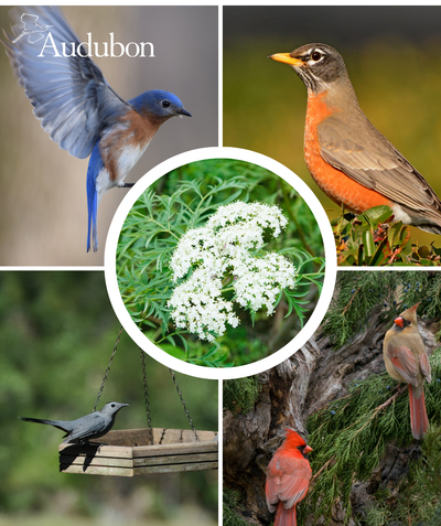 Audubon Native Elderberry and native birds