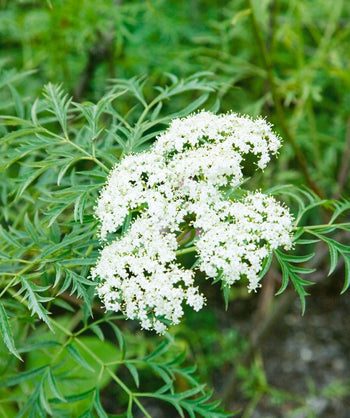 Elderberry closeup of white flower cluster and thin green leaves