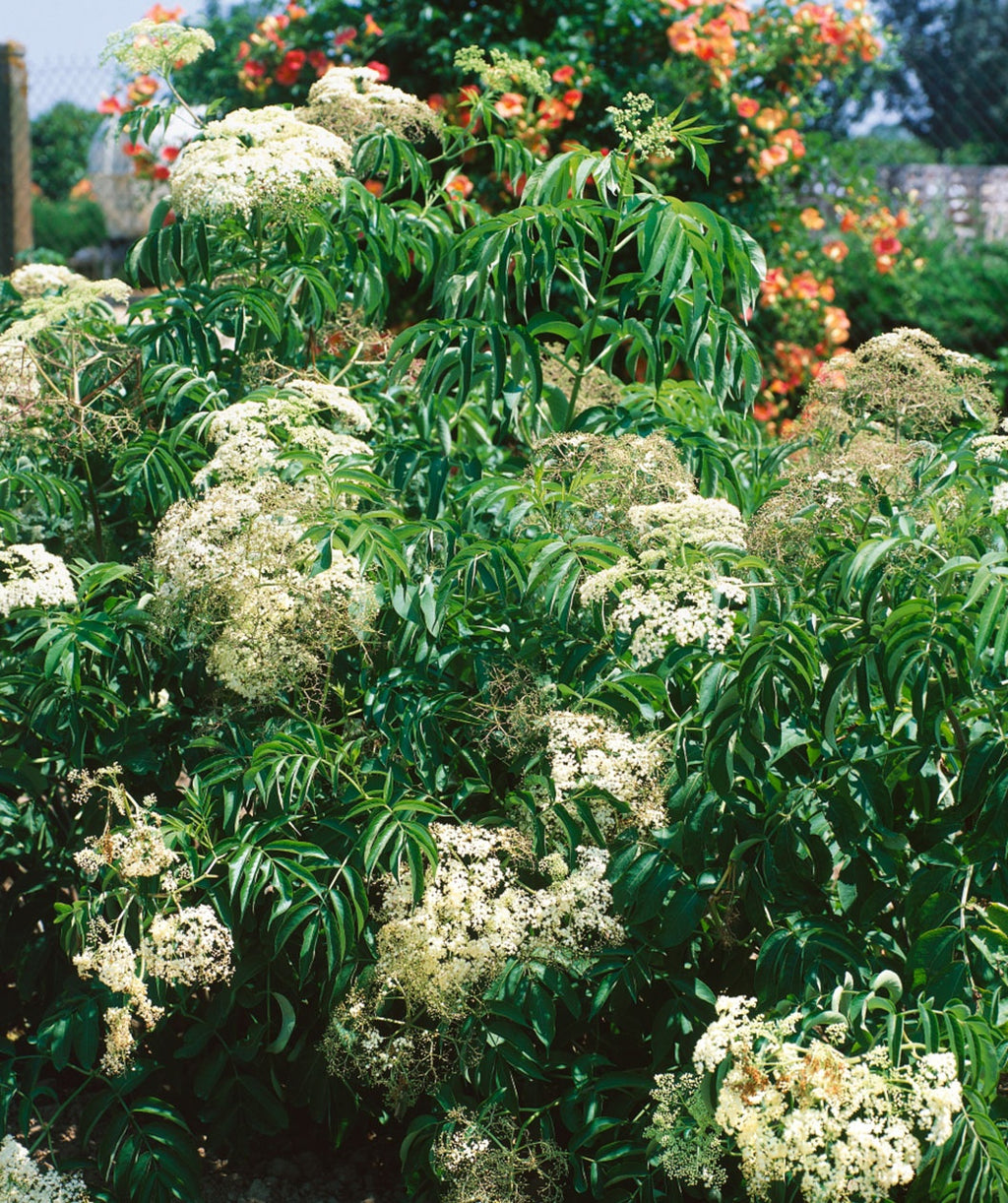 Elderberry planted in landscape in full white bloom with an abundance of deep green leaves