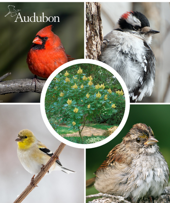 Audubon Native Flameleaf Sumac and native birds