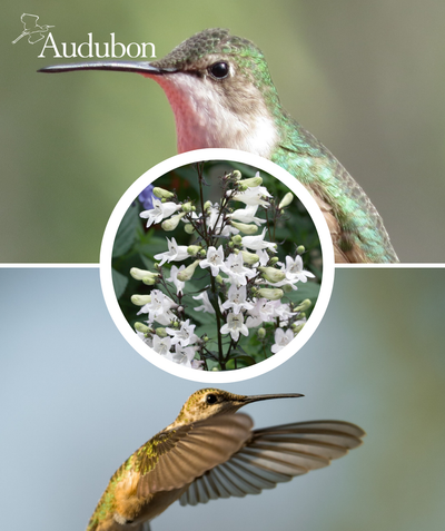 Audubon Native Foxglove Beard Tongue and native birds