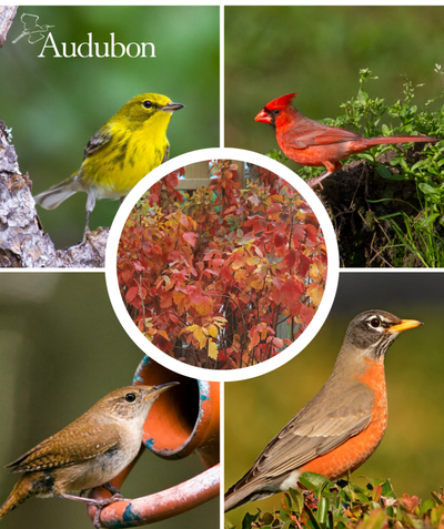Audubon Native Fragrant Sumac and native birds