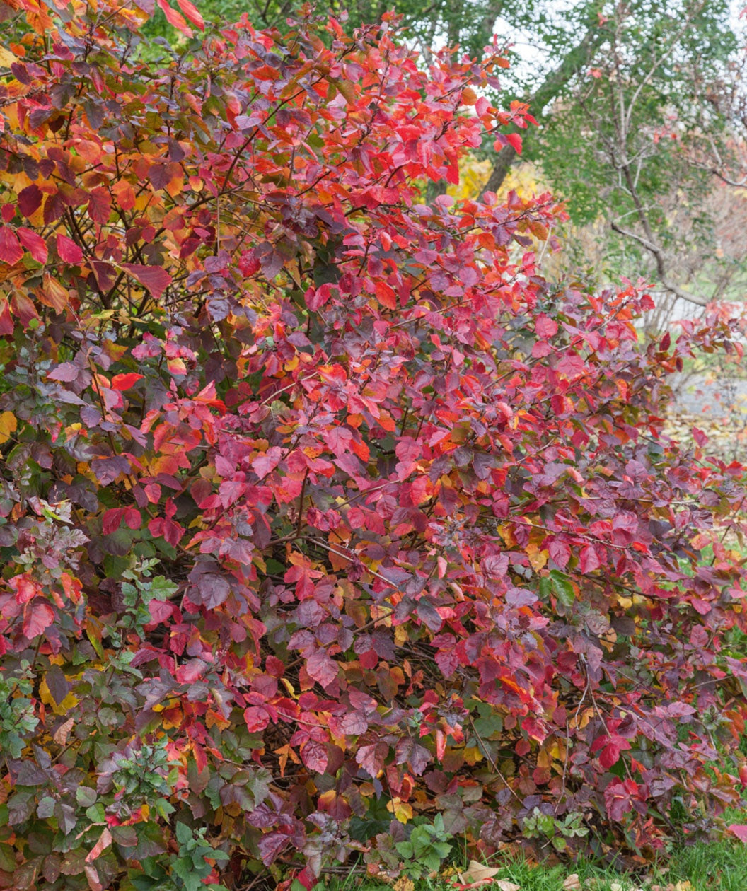 Audubon®Native Fragrant Sumac Bower & Branch