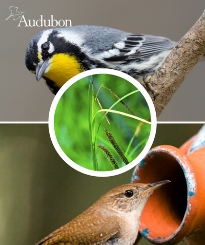 Audubon Native Fringed Sedge and native birds