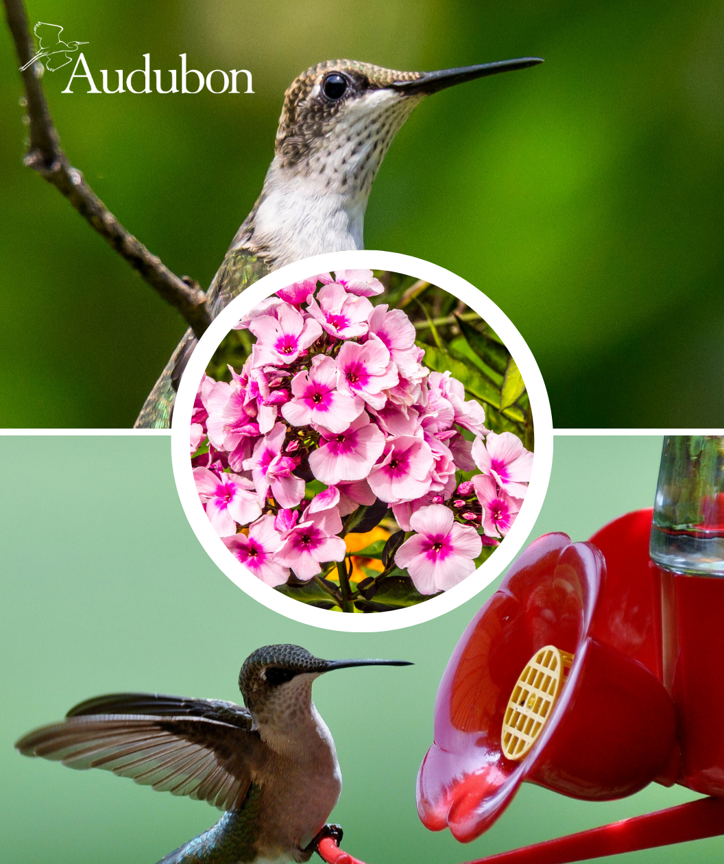 Audubon® Native Garden Phlox