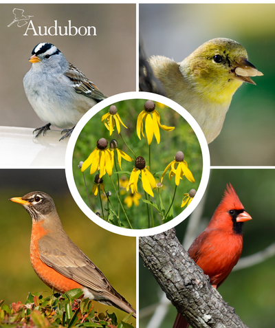 Audubon Native Gray-Headed Coneflower and native birds