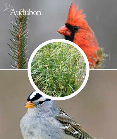 Audubon Native Gray's Sedge and native birds