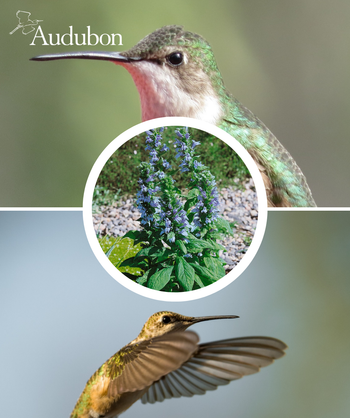 Audubon Native Great Blue Lobelia and native birds
