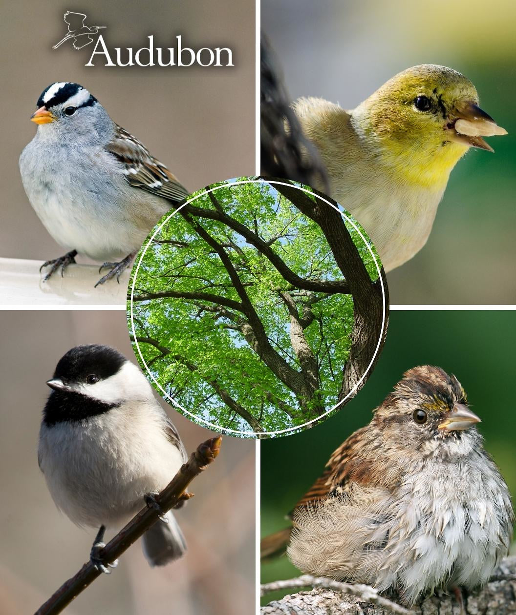 Audubon® Native Jefferson American Elm