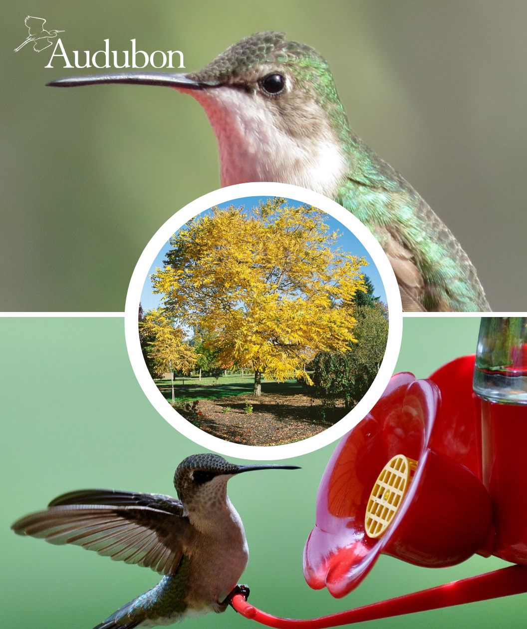 Audubon® Kentucky Coffeetree