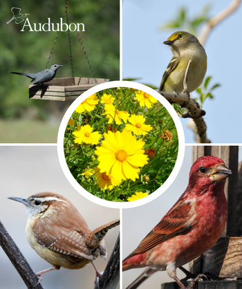 Audubon Native Lanceleaf Tickseed and native birds