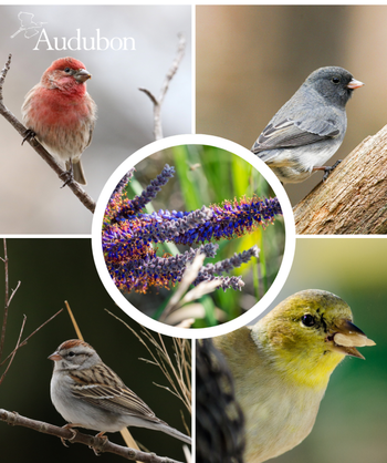 Audubon Native Lead Plant and native birds