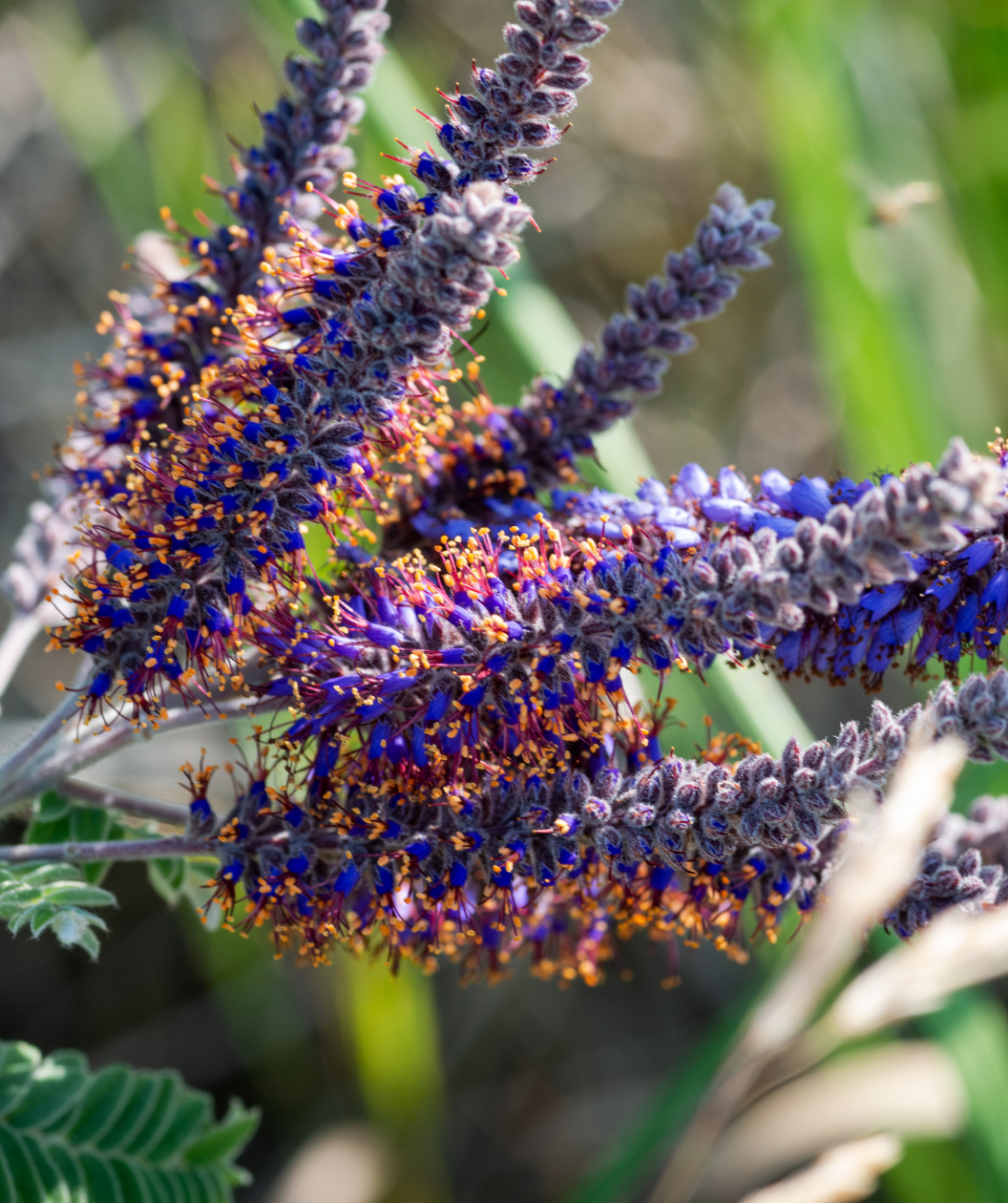 Audubon® Native Lead Plant Bower & Branch